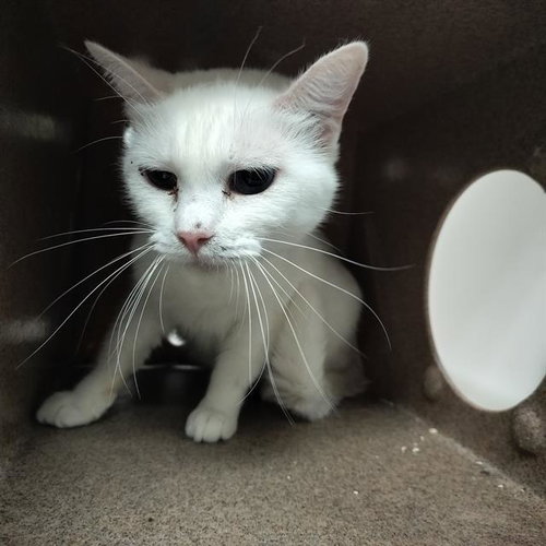 DASHA, a cat for adoption from Humane Society of the Pikes Peak Region — Pueblo