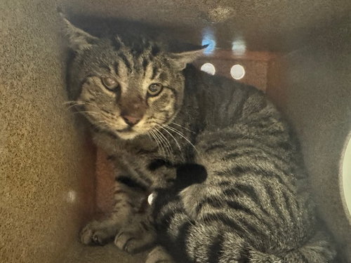 GRAVY IN THE BARN, a cat for adoption from Humane Society of the Pikes Peak Region — Pueblo