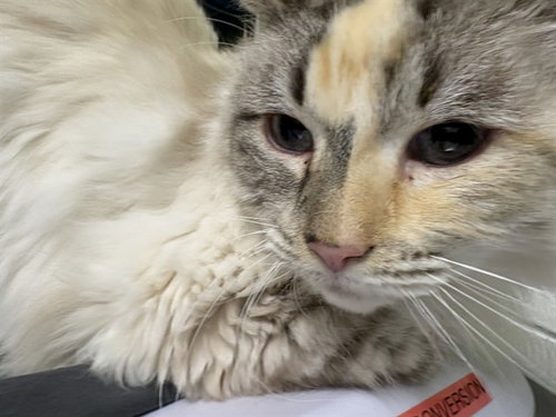 CHINA WHITE, a cat for adoption from Humane Society of the Pikes Peak Region — Pueblo