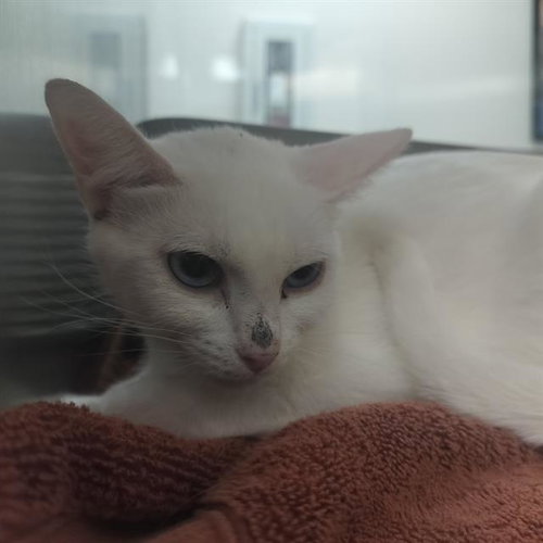 SAVANAH, a cat for adoption from Humane Society of the Pikes Peak Region — Pueblo