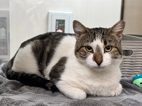 WOODY, a cat for adoption from Humane Society of the Pikes Peak Region — Pueblo