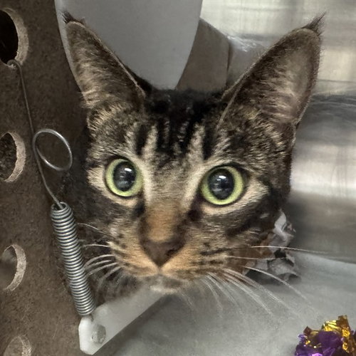 BELLATRIX, a cat for adoption from Humane Society of the Pikes Peak Region — Pueblo