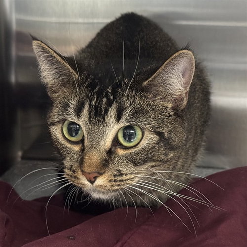 NARCISSA, a cat for adoption from Humane Society of the Pikes Peak Region — Pueblo