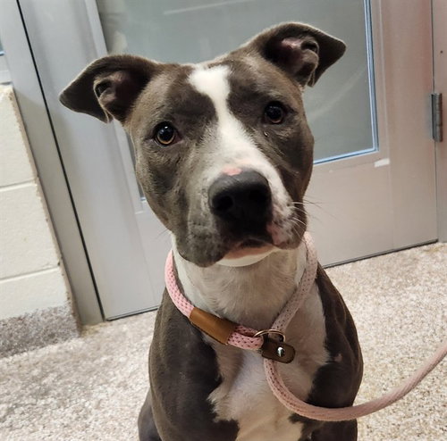 AZELA, a dog for adoption from Humane Society of the Pikes Peak Region — Pueblo