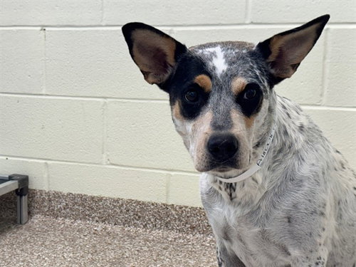 GERALDINE, a dog for adoption from Humane Society of the Pikes Peak Region — Pueblo