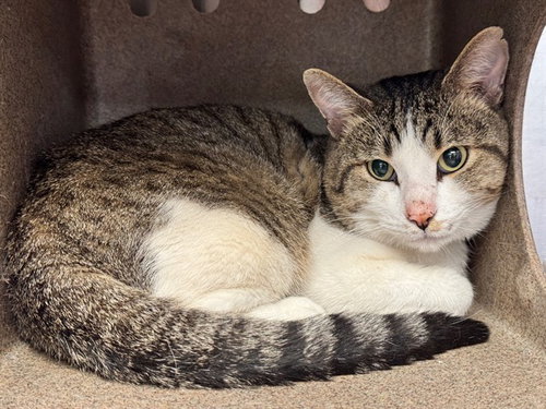 JAMESON, a cat for adoption from Humane Society of the Pikes Peak Region — Pueblo