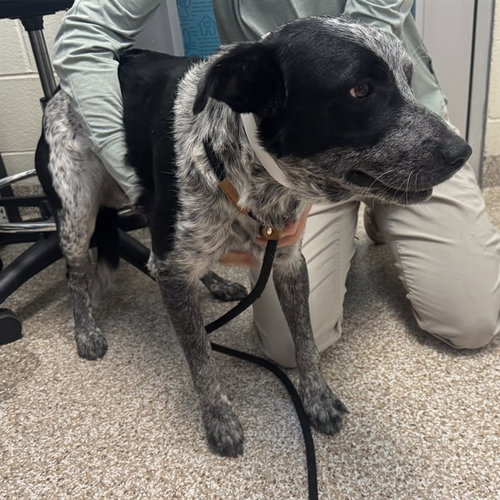 FRANKLIN, a dog for adoption from Humane Society of the Pikes Peak Region — Pueblo