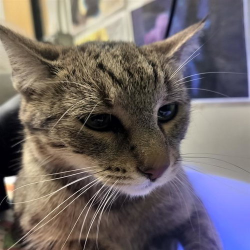 GHOSTANN, a cat for adoption from Humane Society of the Pikes Peak Region — Pueblo