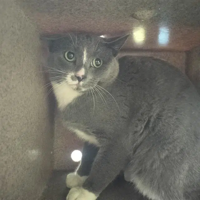 Victor In The Barn - Domestic Short Hair