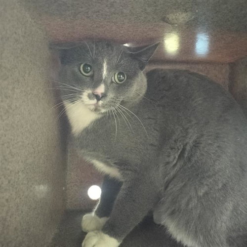 VICTOR IN THE BARN, a cat for adoption from Humane Society of the Pikes Peak Region — Pueblo