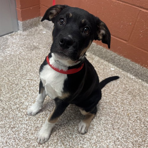 GRACE, a dog for adoption from Humane Society of the Pikes Peak Region — Pueblo