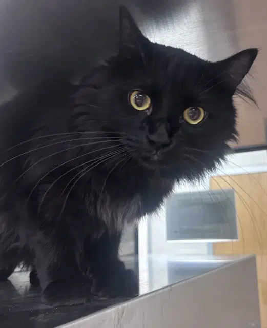 Coraline - Domestic Long Hair
