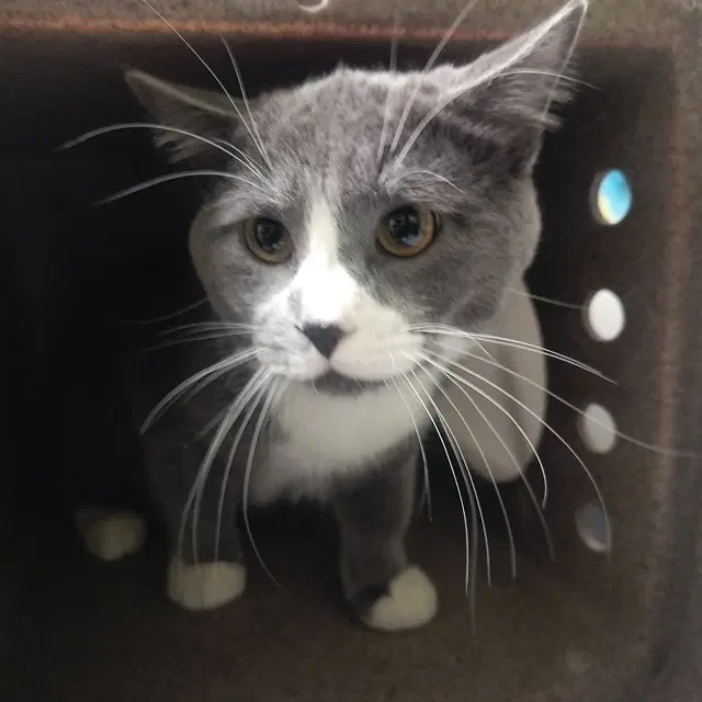Chimi - Domestic Short Hair