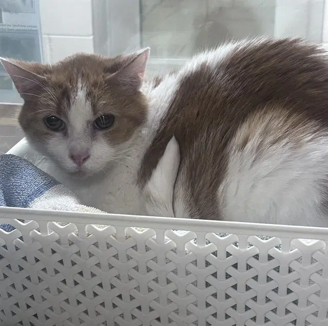 Rudy - Domestic Short Hair