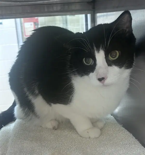 Jaxson - Domestic Short Hair