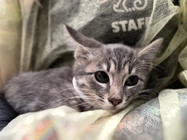 Raven - Domestic Short Hair