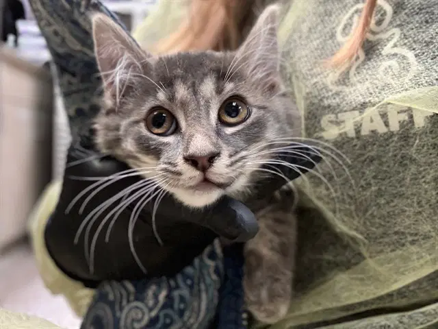 Lilith - Domestic Long Hair