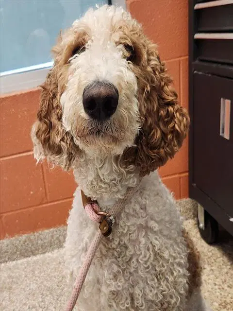 Molly - Poodle (Standard)