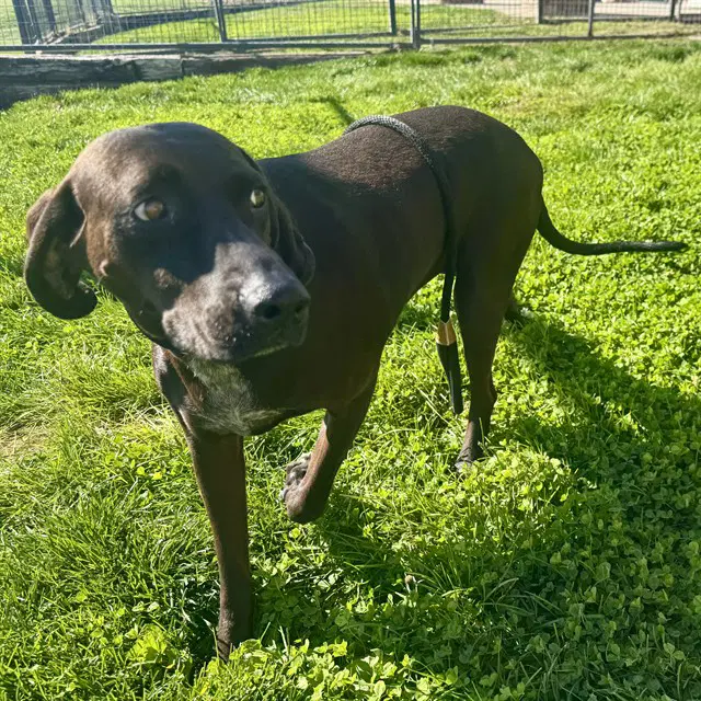 Gabby - Redbone Coonhound