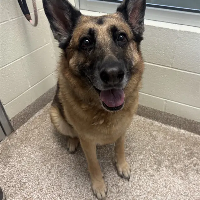 Mira - German Shepherd Dog