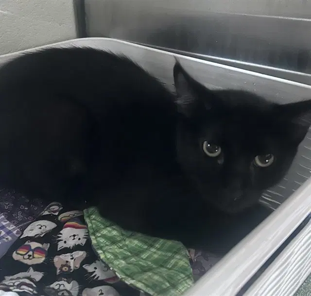 Dani - Domestic Short Hair