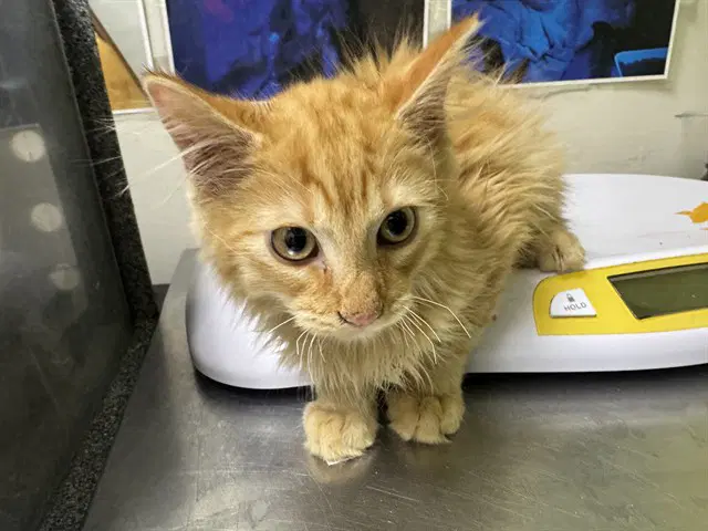 Mouse - Domestic Long Hair