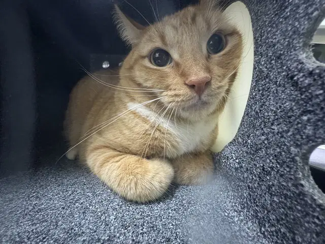 Fishy In The Barn - Domestic Short Hair