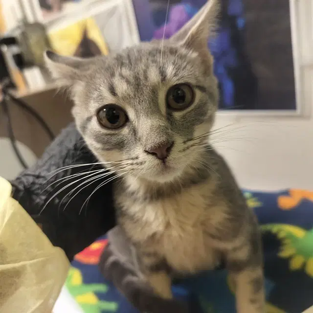 Toni - Domestic Short Hair
