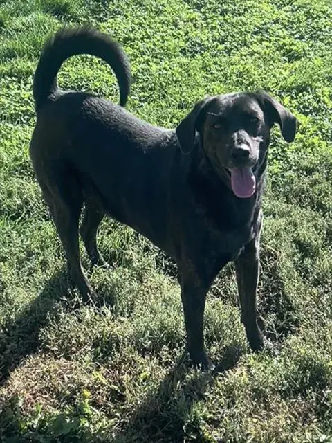 Koda - Plott Hound