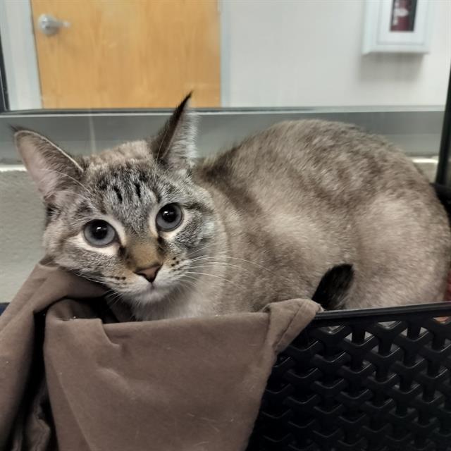 Nala