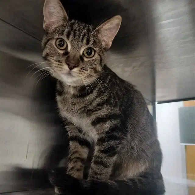 Cleo - Domestic Short Hair