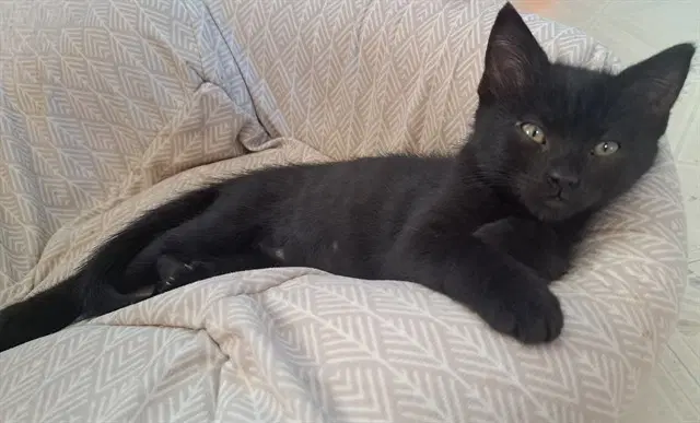 Wilma - Domestic Short Hair