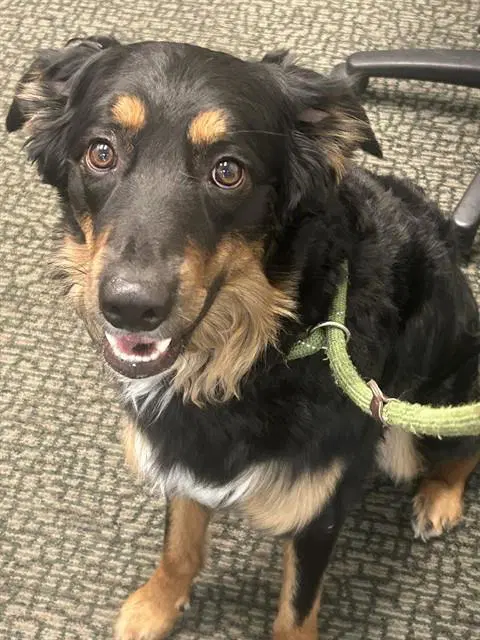 Benny - Australian Shepherd