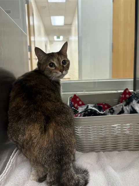 Daisy - Domestic Short Hair