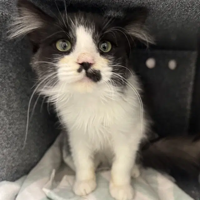 Taz - Domestic Short Hair