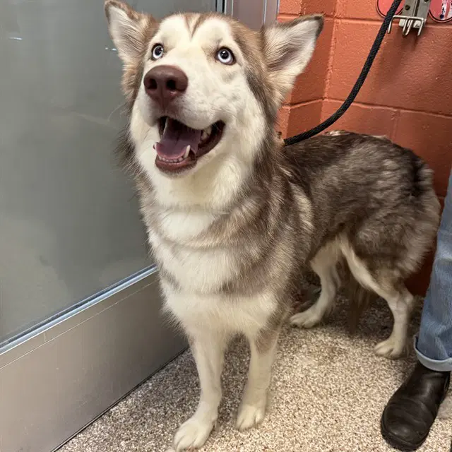 Veronica - Siberian Husky