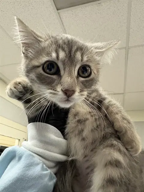 Eloise - Domestic Short Hair