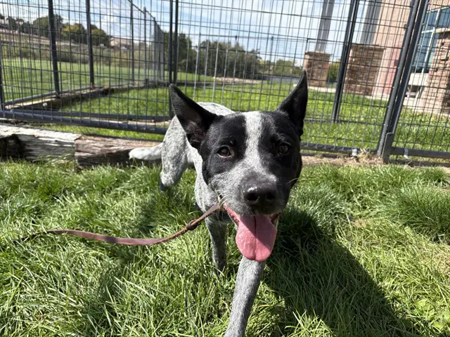 Lucy - Australian Cattle Dog/Blue Heeler