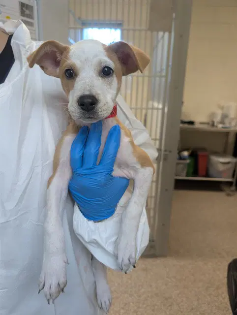 Georgia - Australian Cattle Dog/Blue Heeler