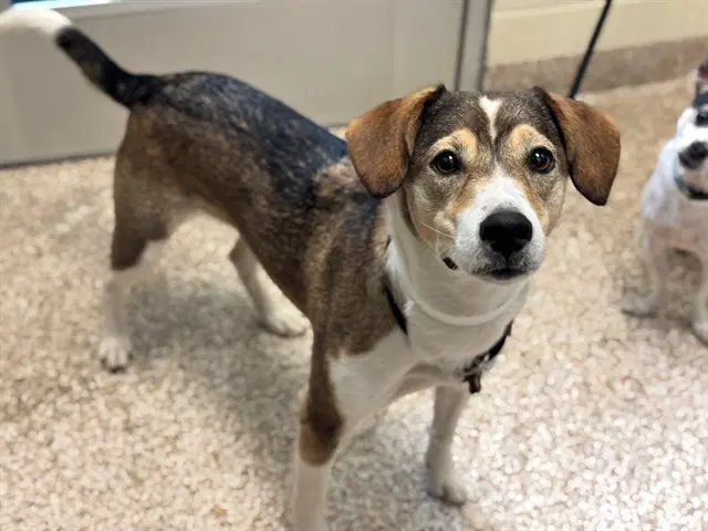 Tater - Beagle