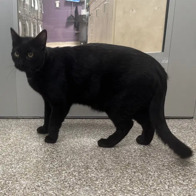 Boo - Domestic Short Hair
