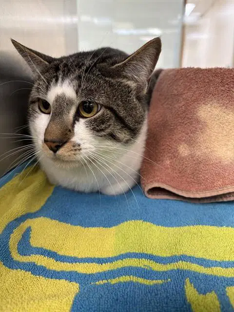 Patchy - Domestic Short Hair