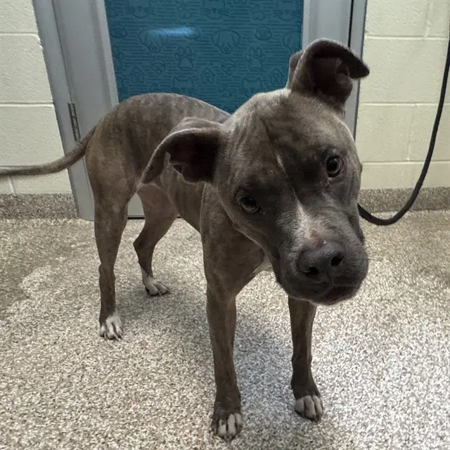 Moana - American Bulldog