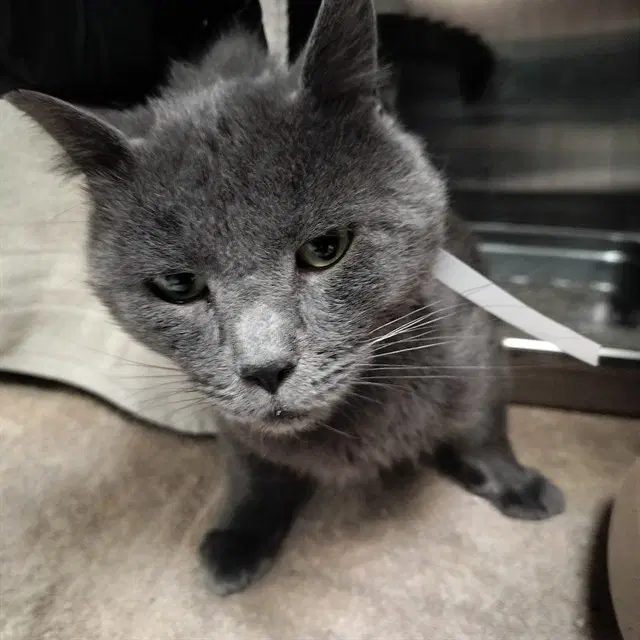 Beowulf - Domestic Short Hair