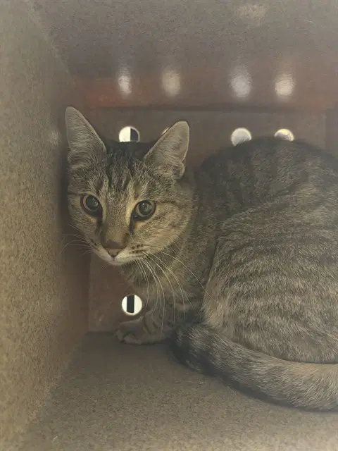 Emberly - Domestic Short Hair