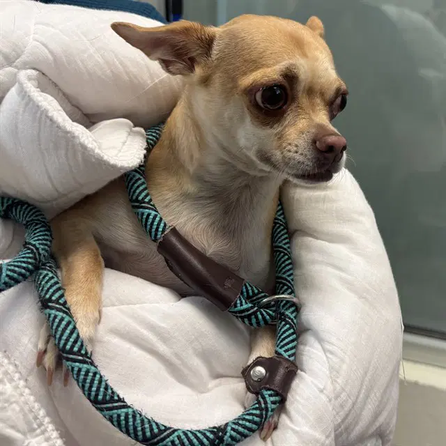 Petunia - Chihuahua