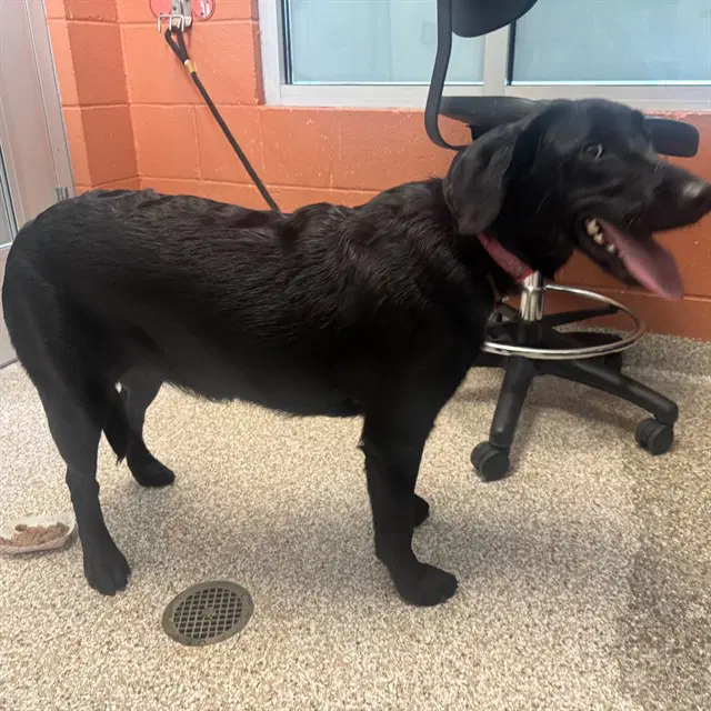 Hershey - Labrador Retriever
