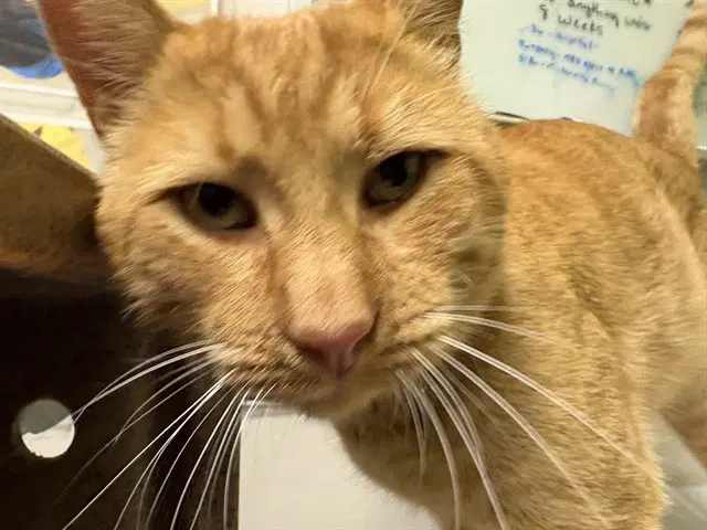 Vector - Domestic Short Hair