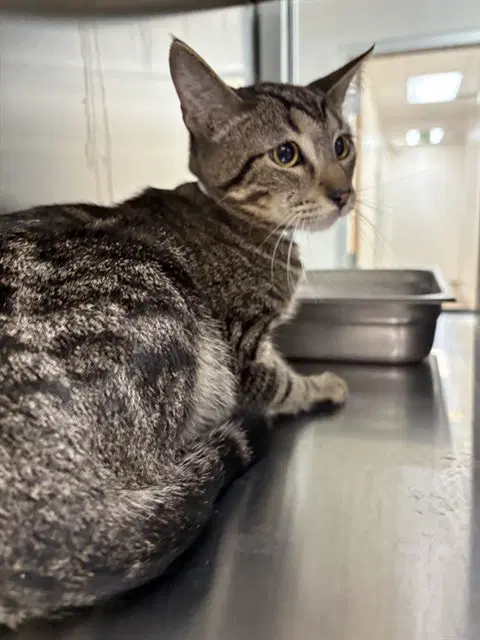 Sterling - Domestic Short Hair