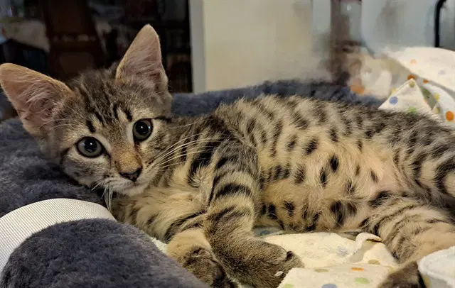Pebbles - Domestic Short Hair